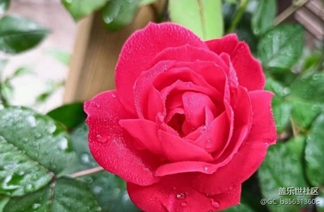 【春色撩人】四月花花