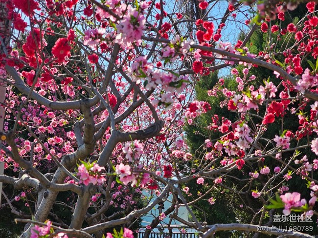 【拈花拾趣】街邊桃花