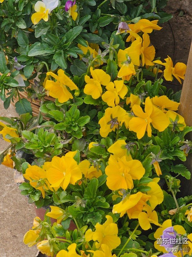 【拈花拾趣】獨美