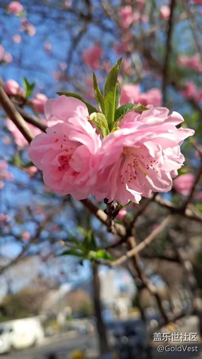 【春天的故事】爛漫春花