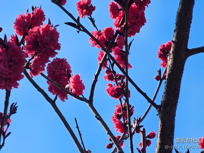 【拈花拾趣】紅艷艷
