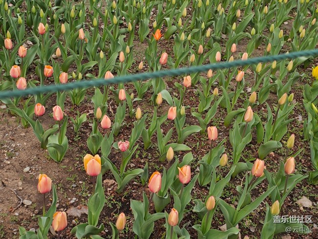 【拈花拾趣】含苞待放時(shí)