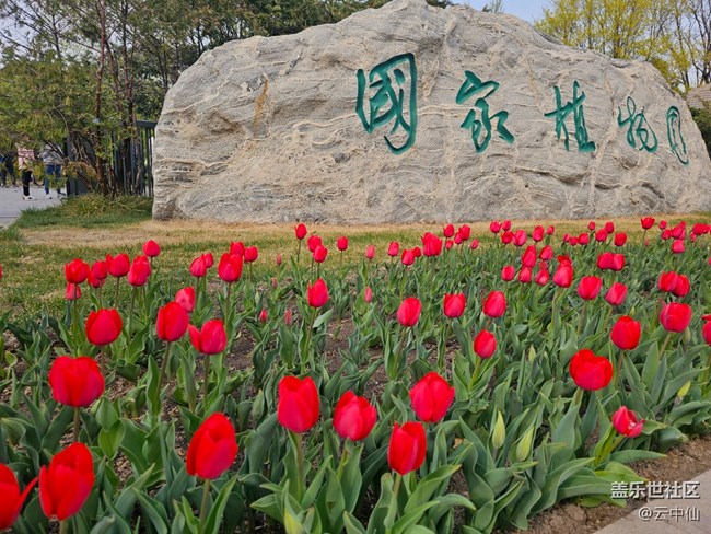 【拈花拾趣】國(guó)植郁金香