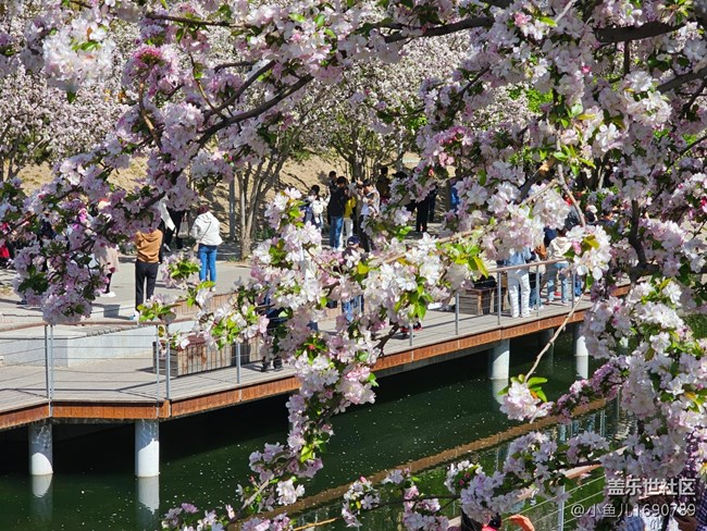【拈花拾趣】游人如幟