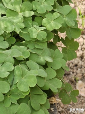 【慢想時(shí)光】+慢生活