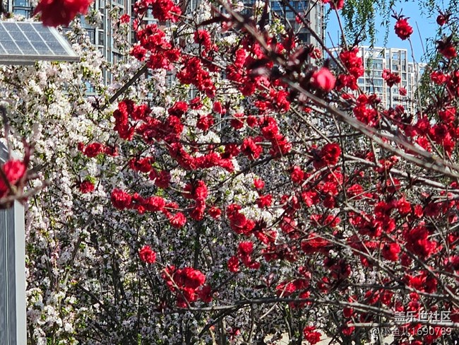 【拈花拾趣】都市花景