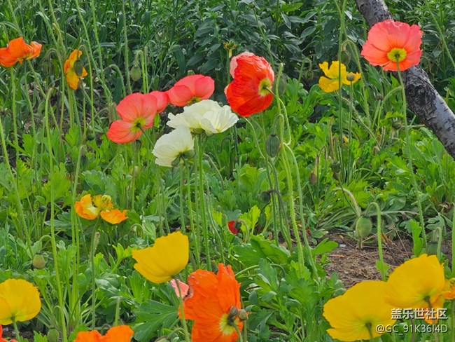 【拈花拾趣】春花浪漫