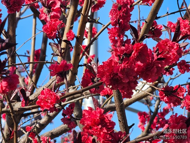 【拈花拾趣】紅艷艷