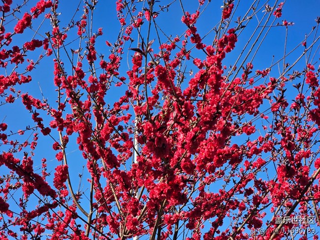 【拈花拾趣】紅艷艷