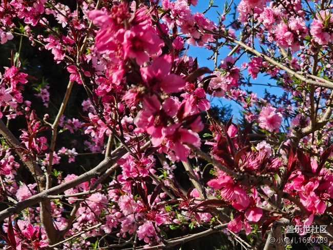 【拈花拾趣】街邊桃花