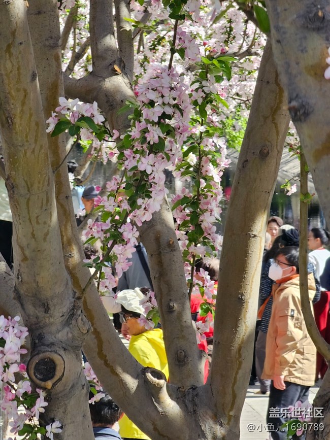 【拈花拾趣】游人如幟