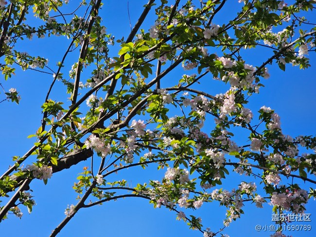【拈花拾趣】白雪滿(mǎn)枝