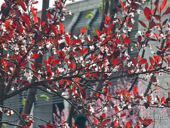 【拈花拾趣】春花浪漫