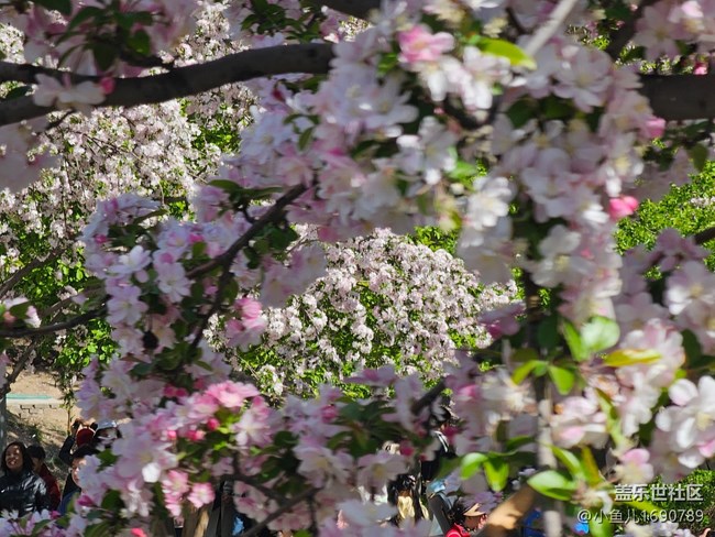 【拈花拾趣】粉白緊簇