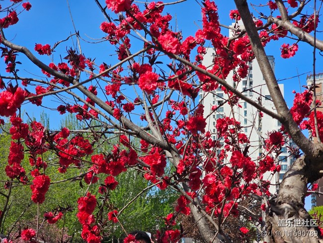 【拈花拾趣】都市花景
