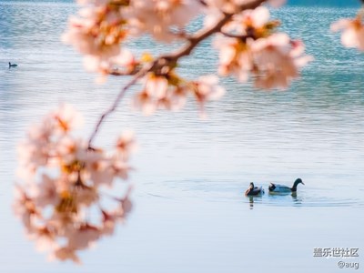 Galaxy S23 Ultra 櫻花季