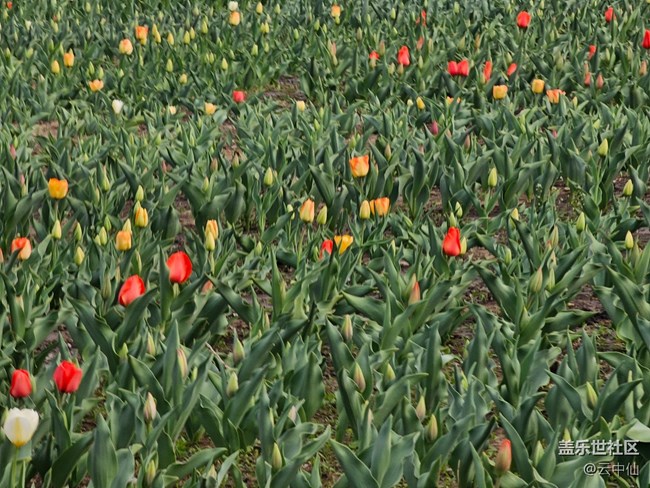 【拈花拾趣】含苞待放時(shí)