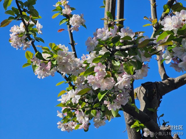 【拈花拾趣】落零