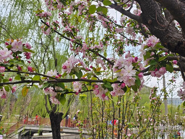 【拈花拾趣】花伴柳垂