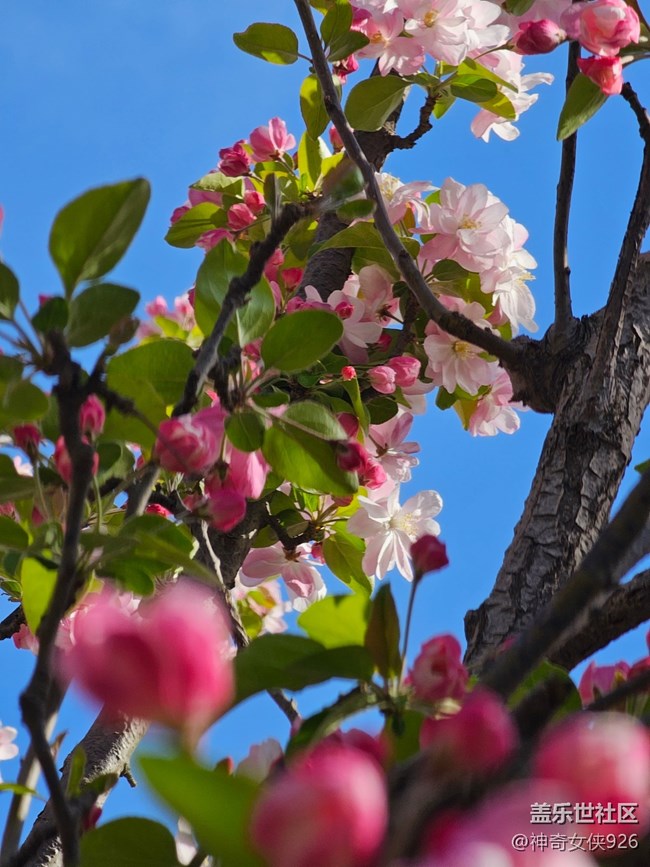 【拈花拾趣】天氣晴好花兒艷