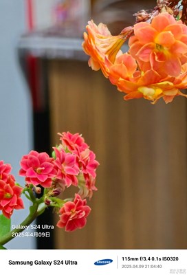 【慢想時(shí)光】家中鮮花