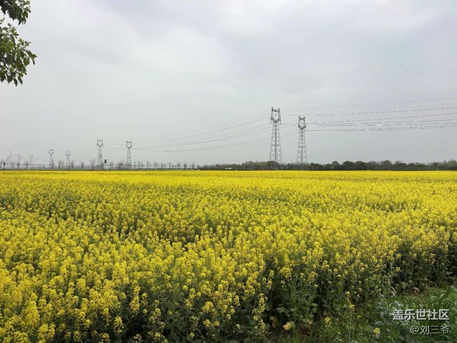 【春天的故事】油菜花海，邂逅春日