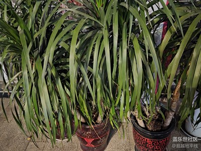 【春之夜】+夜晚的植物