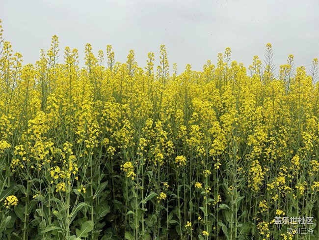 【春天的故事】油菜花海，邂逅春日