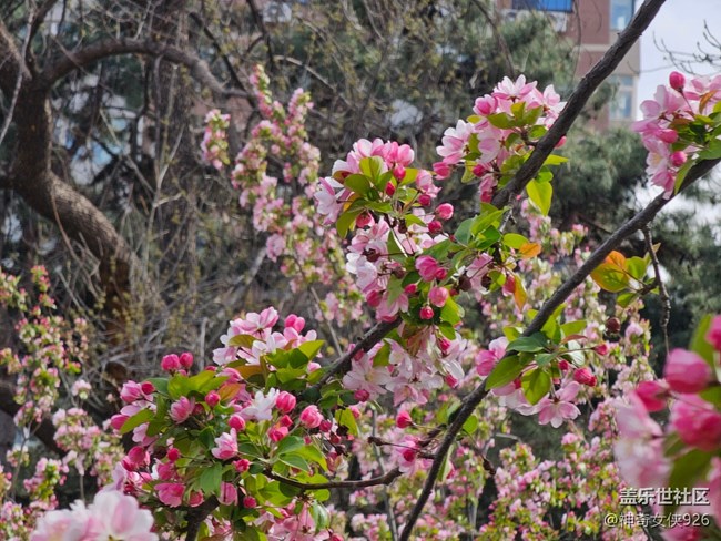 【拈花拾趣】粉紅的蝴蝶