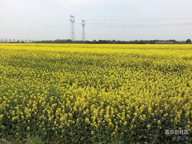 【春天的故事】油菜花海，邂逅春日