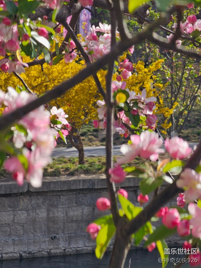 【拈花拾趣】尋芳