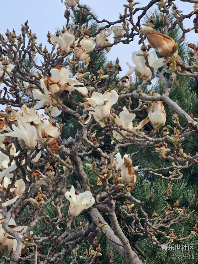 【拈花拾趣】玉蘭凋零