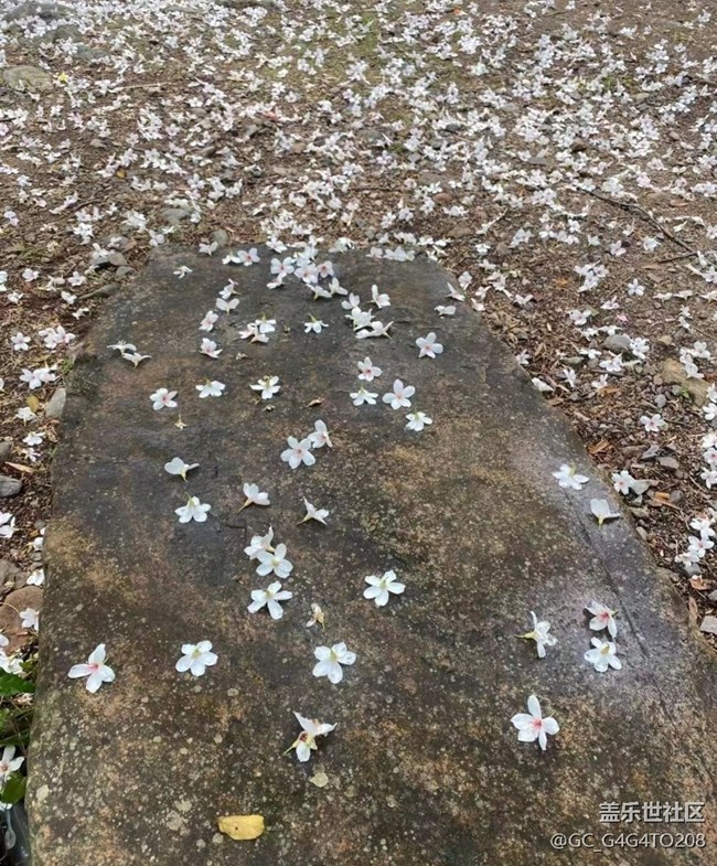 【春日盛景】戶外活動(dòng)