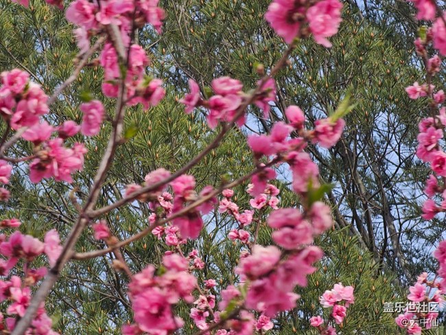 【拈花拾趣】桃之夭夭