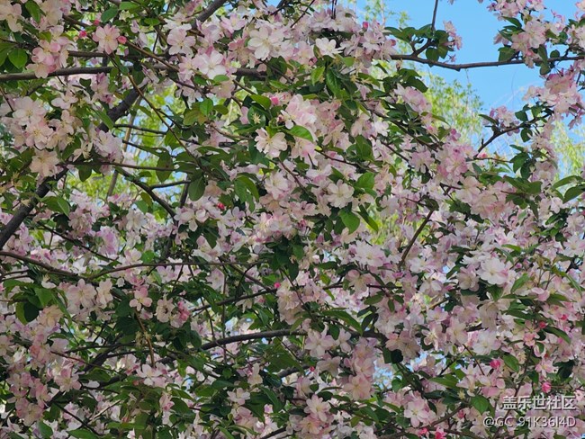 【拈花拾趣】碧葉花滿枝