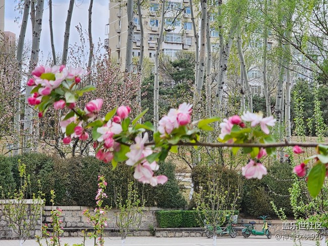 【拈花拾趣】花伴柳垂