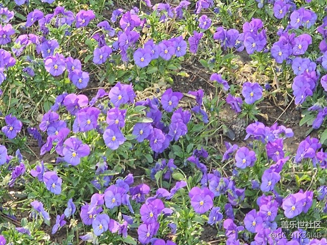 【拈花拾趣】向陽花開