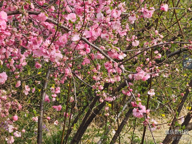 【拈花拾趣】桃之夭夭