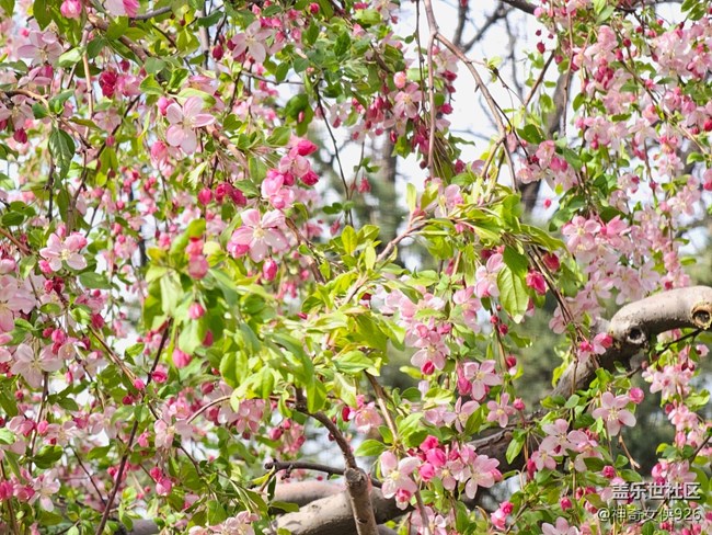 【拈花拾趣】粉紅的蝴蝶