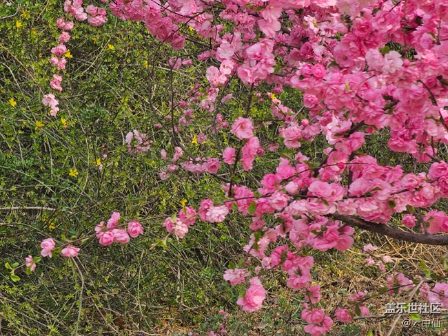 【拈花拾趣】桃之夭夭