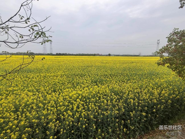 【春天的故事】油菜花海，邂逅春日