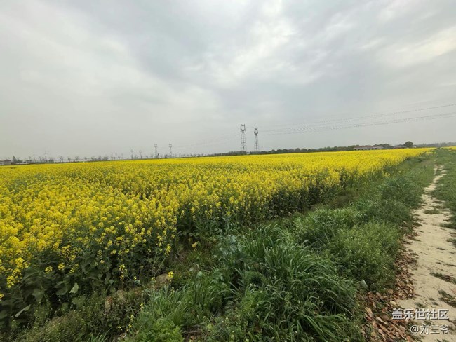 【春天的故事】油菜花海，邂逅春日