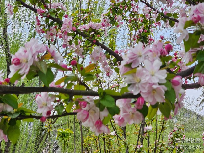 【拈花拾趣】花伴柳垂