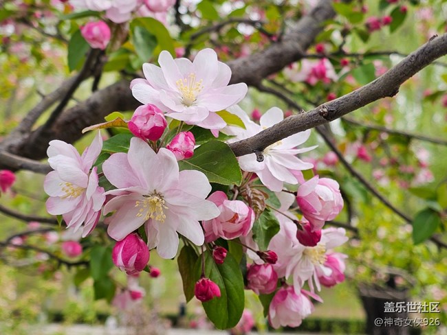【拈花拾趣】花伴柳垂