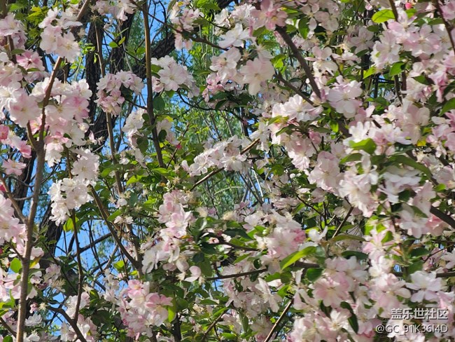 【拈花拾趣】碧葉花滿枝