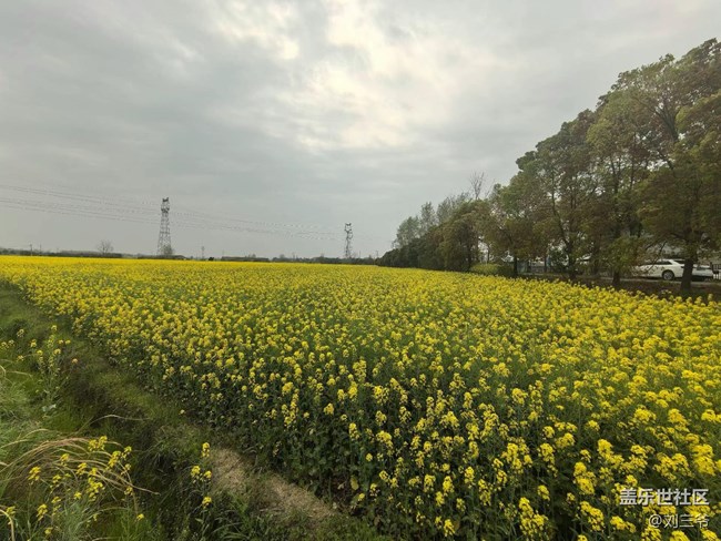 【春天的故事】油菜花海，邂逅春日