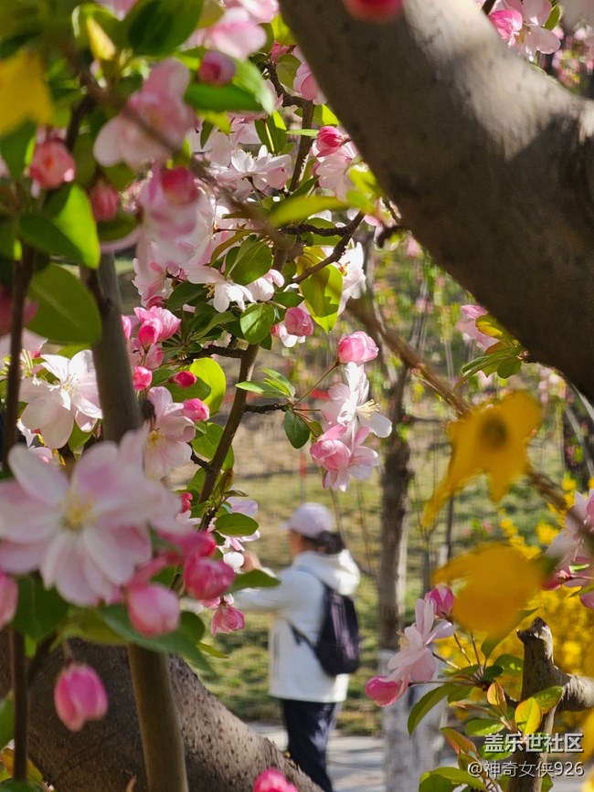 【拈花拾趣】花間尋人