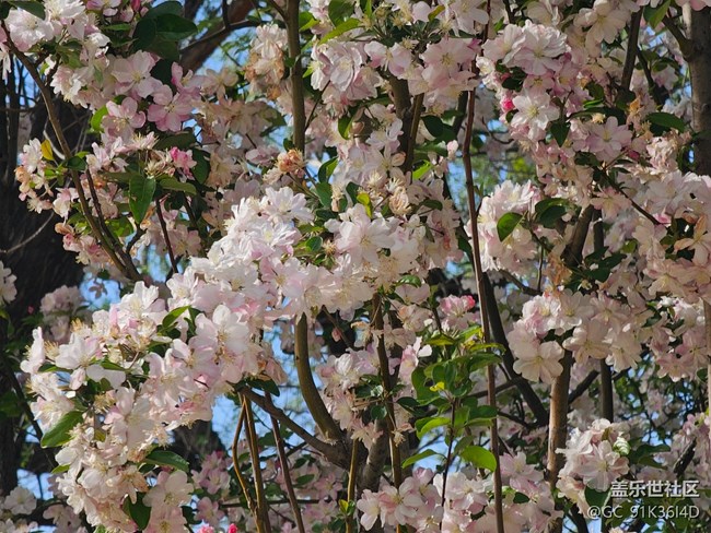 【拈花拾趣】碧葉花滿枝