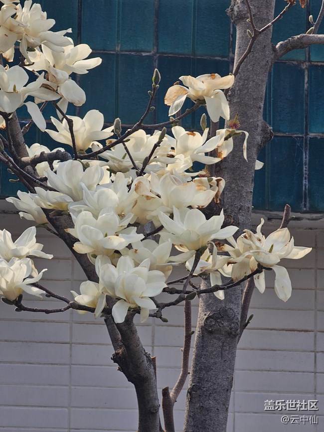 【拈花拾趣】玉蘭凋零