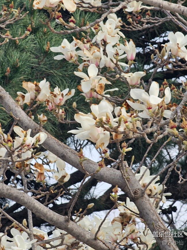 【拈花拾趣】玉蘭凋零